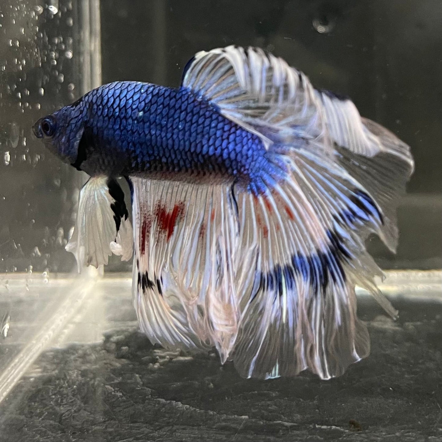 the-fish-farm Male Betta Male Betta - One Only - 7 Choose your favourite Male Betta from The Fish Farm Australia