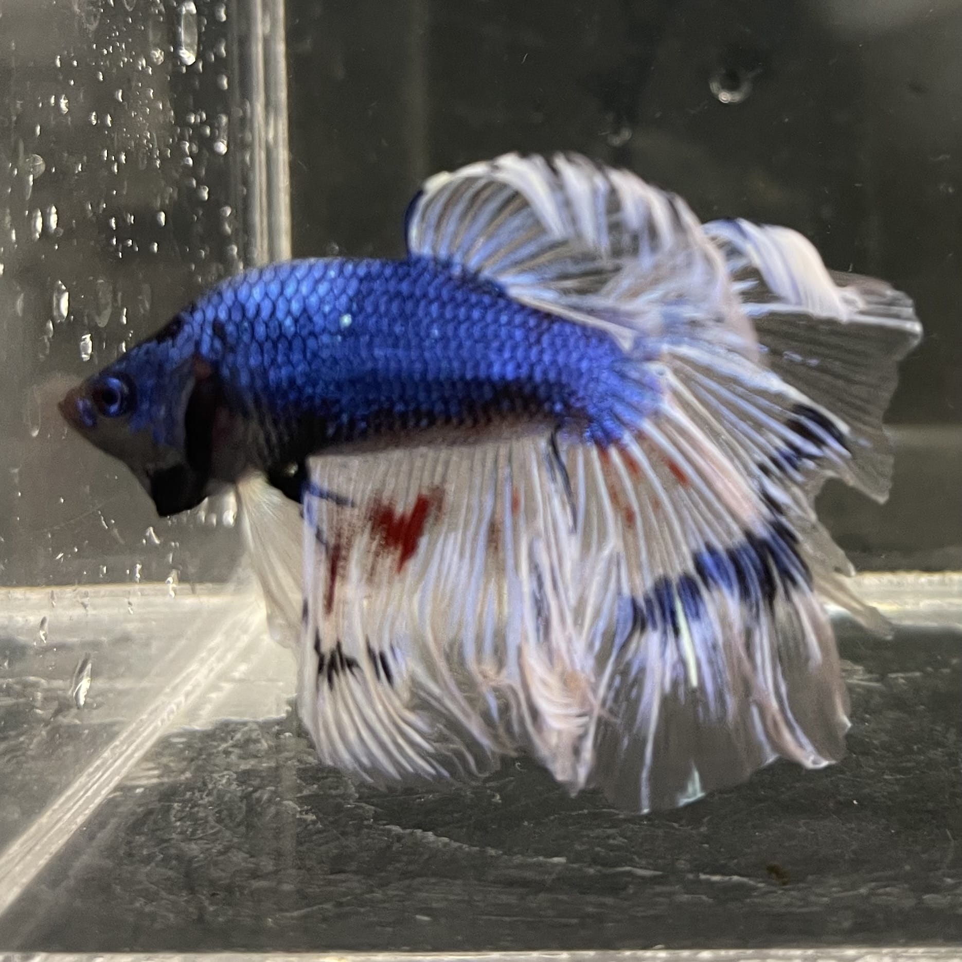 the-fish-farm Male Betta Male Betta - One Only - 7 Choose your favourite Male Betta from The Fish Farm Australia