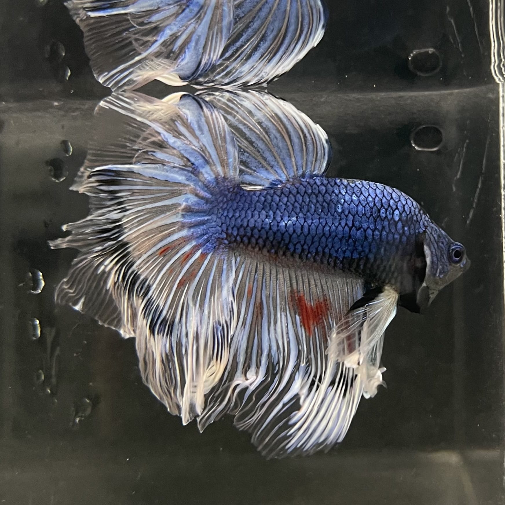 the-fish-farm Male Betta Male Betta - One Only - 7 Choose your favourite Male Betta from The Fish Farm Australia