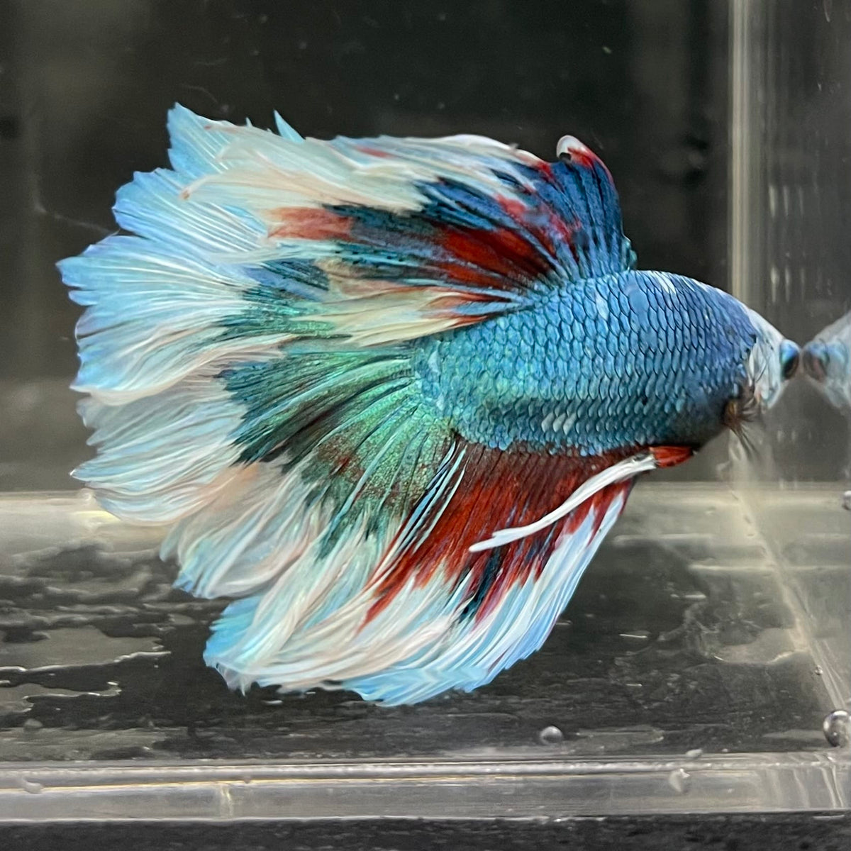 the-fish-farm Male Betta Male Betta - One Only - 7 Choose your favourite Male Betta from The Fish Farm Australia