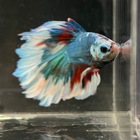 the-fish-farm Male Betta Male Betta - One Only - 7 Choose your favourite Male Betta from The Fish Farm Australia