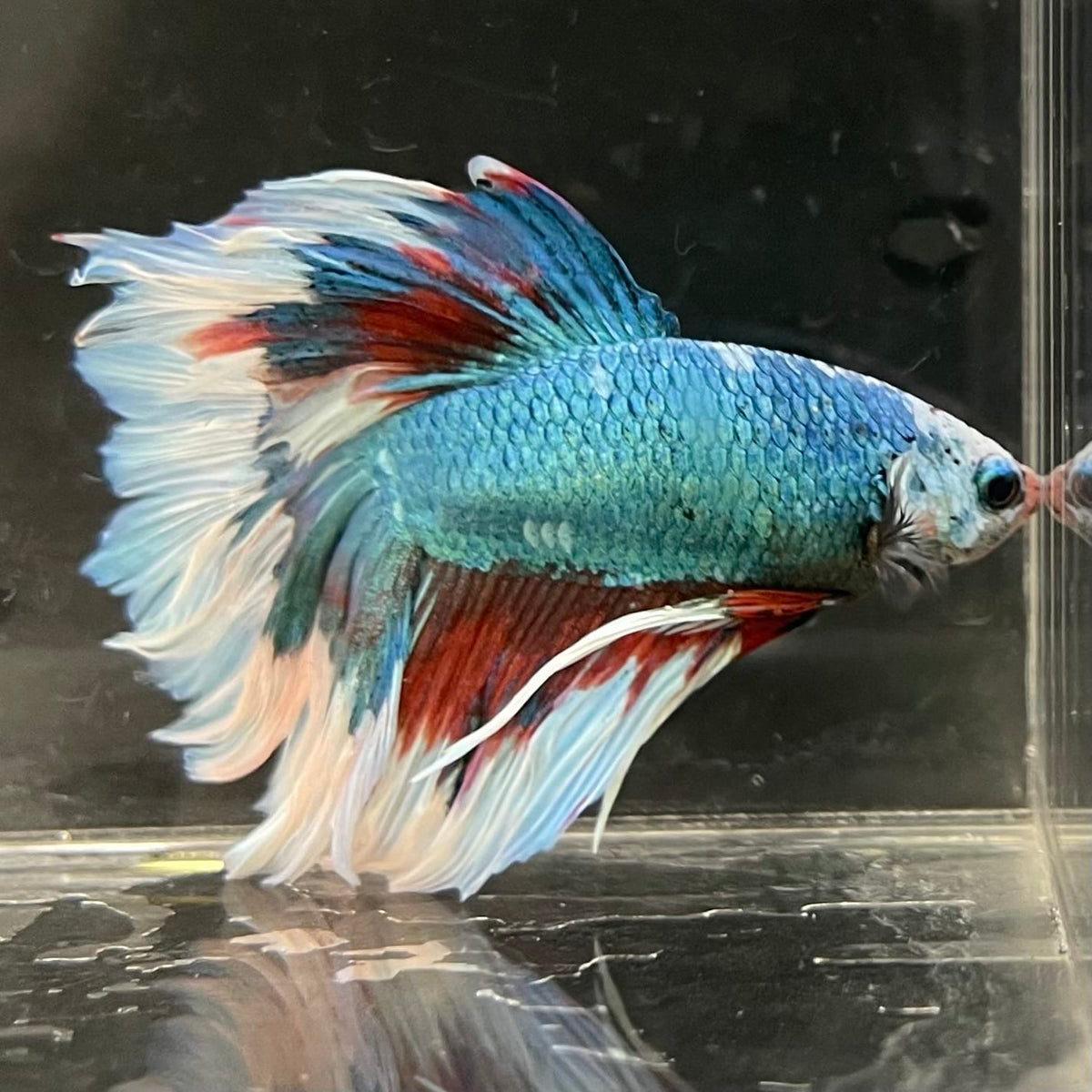 the-fish-farm Male Betta Male Betta - One Only - 7 Choose your favourite Male Betta from The Fish Farm Australia
