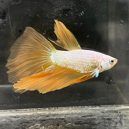 the-fish-farm Male Betta Male Betta - One Only - 7 Choose your favourite Male Betta from The Fish Farm Australia