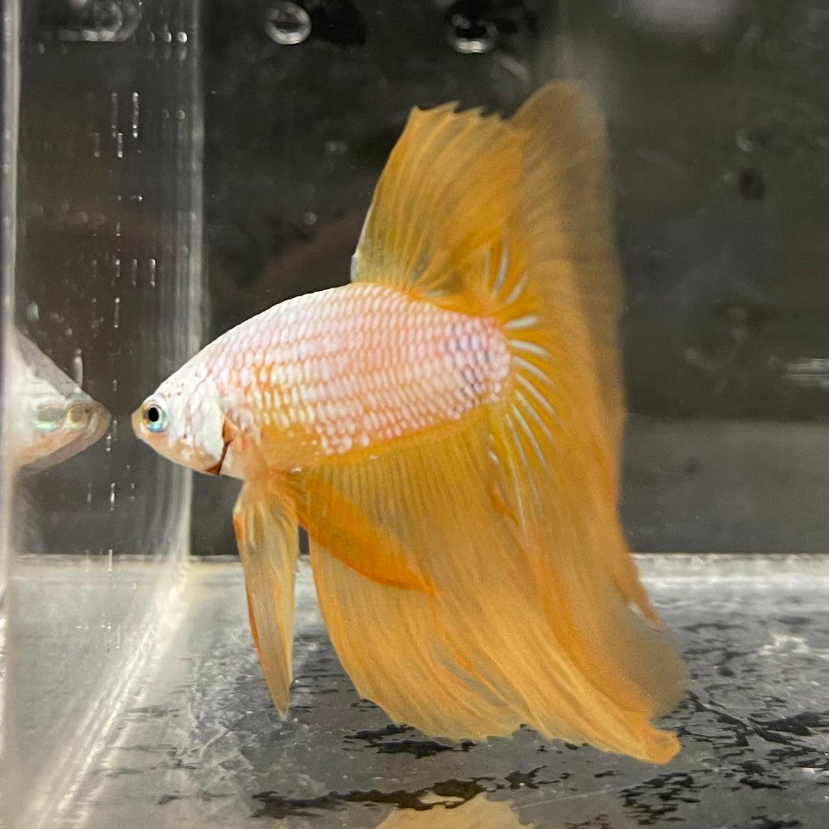 the-fish-farm Male Betta Male Betta - One Only - 7 Choose your favourite Male Betta from The Fish Farm Australia