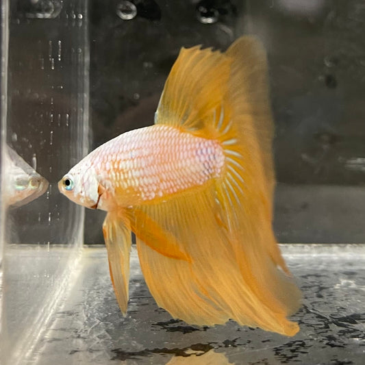 the-fish-farm Male Betta Male Betta - One Only - 7 Choose your favourite Male Betta from The Fish Farm Australia