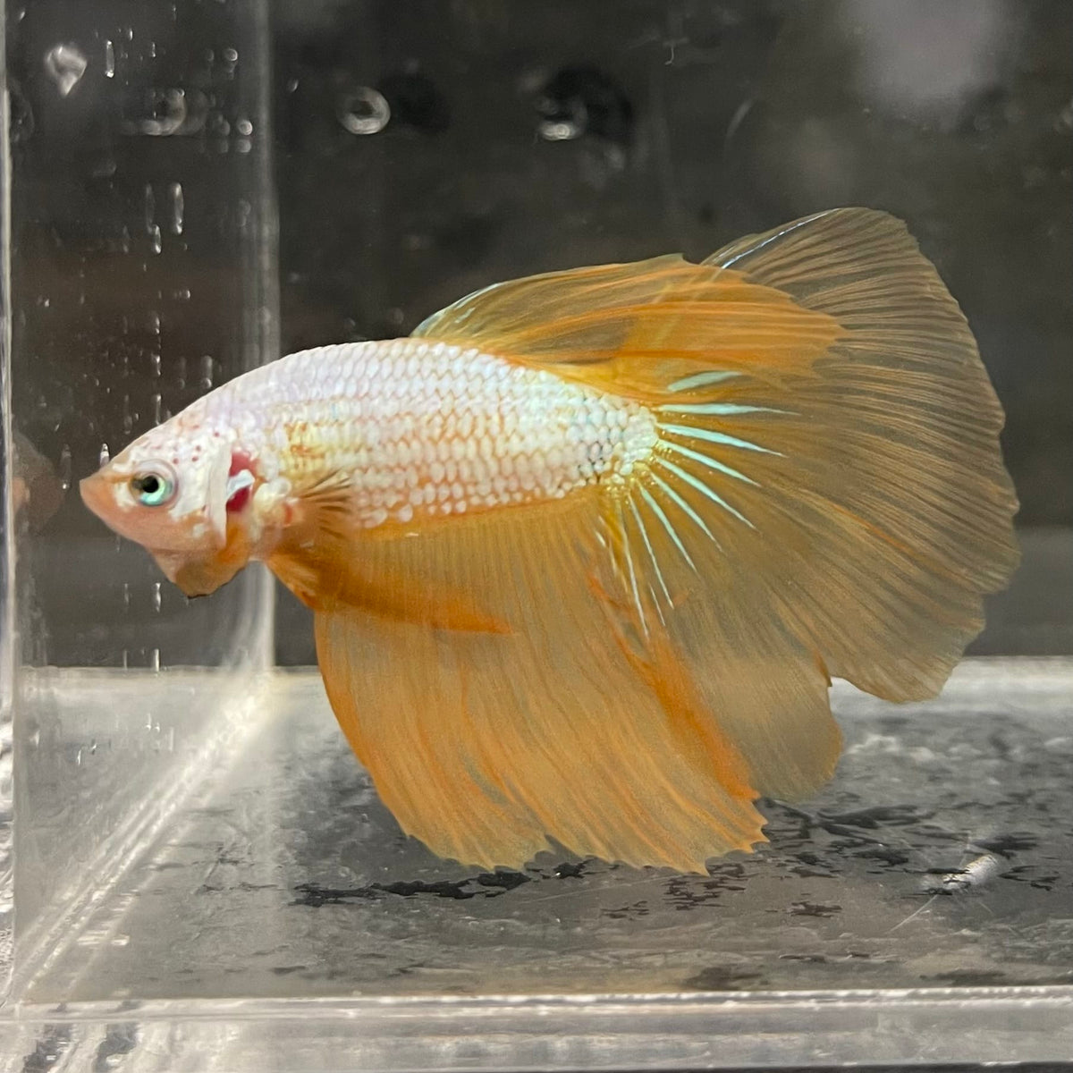 the-fish-farm Male Betta Male Betta - One Only - 7 Choose your favourite Male Betta from The Fish Farm Australia