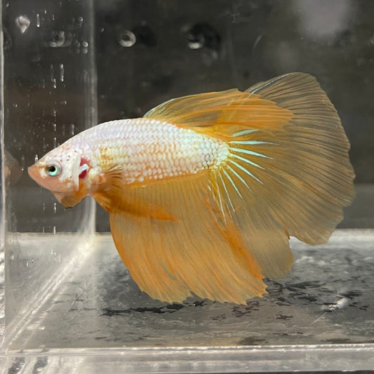 the-fish-farm Male Betta Male Betta - One Only - 7 Choose your favourite Male Betta from The Fish Farm Australia