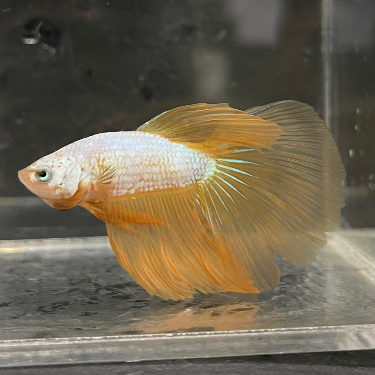 the-fish-farm Male Betta Male Betta - One Only - 7 Choose your favourite Male Betta from The Fish Farm Australia