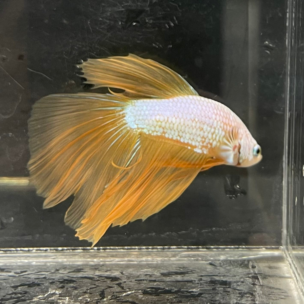 the-fish-farm Male Betta Male Betta - One Only - 7 Choose your favourite Male Betta from The Fish Farm Australia