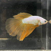 the-fish-farm Male Betta Male Betta - One Only - 7 Choose your favourite Male Betta from The Fish Farm Australia
