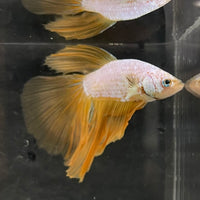 the-fish-farm Male Betta Male Betta - One Only - 7 Choose your favourite Male Betta from The Fish Farm Australia