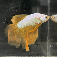 the-fish-farm Male Betta Male Betta - One Only - 7 Choose your favourite Male Betta from The Fish Farm Australia