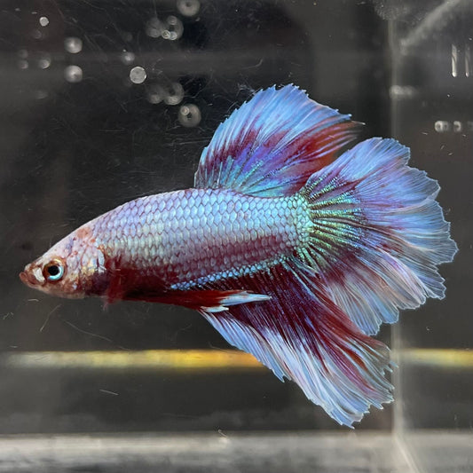 the-fish-farm Male Betta Male Betta - One Only - 7 Choose your favourite Male Betta from The Fish Farm Australia