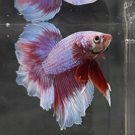 the-fish-farm Male Betta Male Betta - One Only - 7 Choose your favourite Male Betta from The Fish Farm Australia