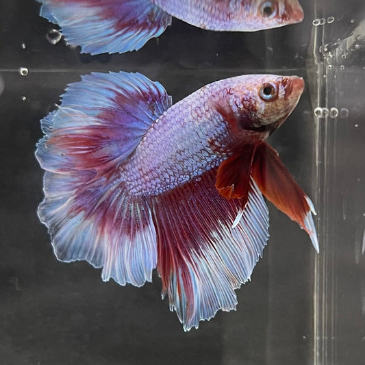 the-fish-farm Male Betta Male Betta - One Only - 7 Choose your favourite Male Betta from The Fish Farm Australia