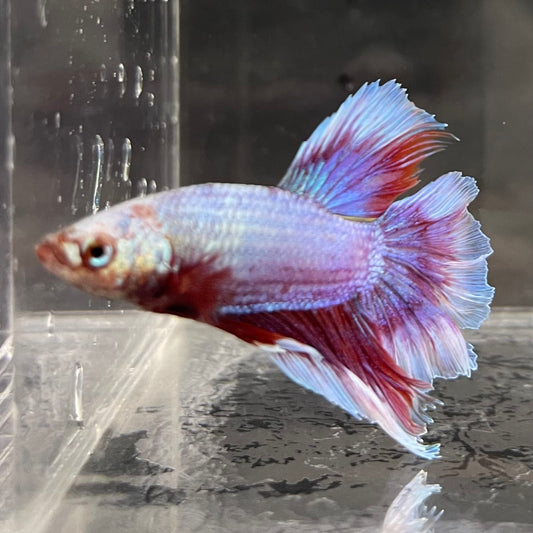 the-fish-farm Male Betta Male Betta - One Only - 7 Choose your favourite Male Betta from The Fish Farm Australia