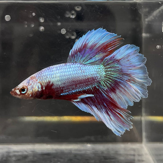 the-fish-farm Male Betta Male Betta - One Only - 7 Choose your favourite Male Betta from The Fish Farm Australia