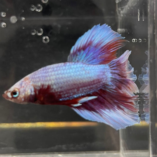 the-fish-farm Male Betta Male Betta - One Only - 7 Choose your favourite Male Betta from The Fish Farm Australia