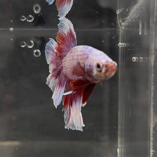 the-fish-farm Male Betta Male Betta - One Only - 7 Choose your favourite Male Betta from The Fish Farm Australia