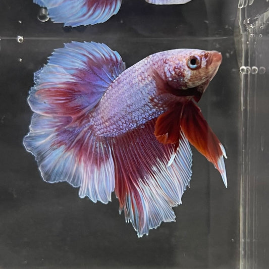 the-fish-farm Male Betta Male Betta - One Only - 7 Choose your favourite Male Betta from The Fish Farm Australia