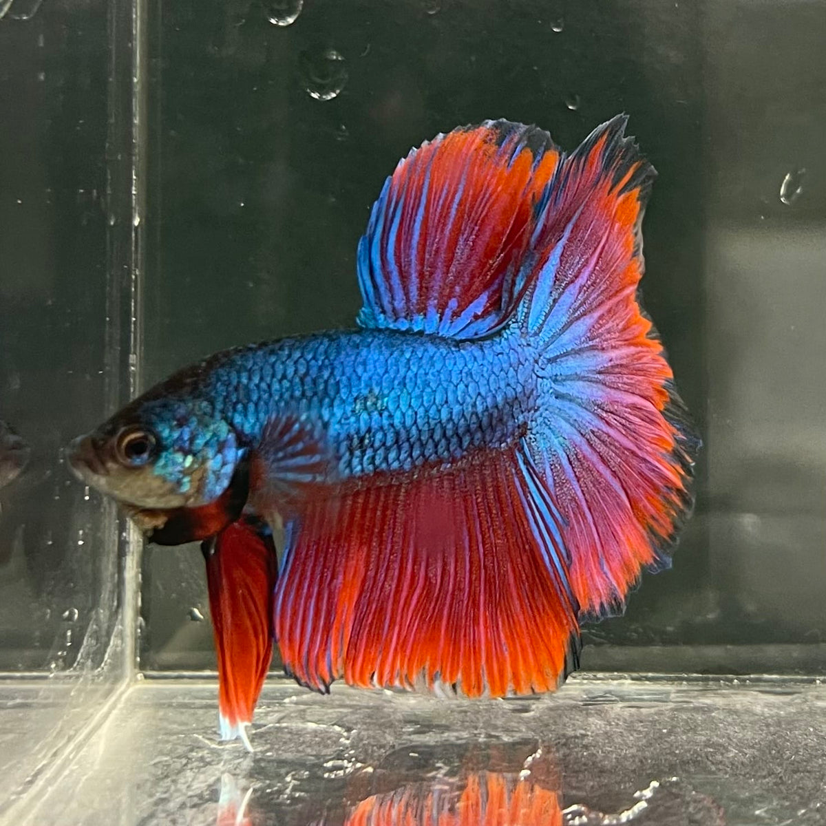 the-fish-farm Male Betta Male Betta - One Only - 7 Choose your favourite Male Betta from The Fish Farm Australia