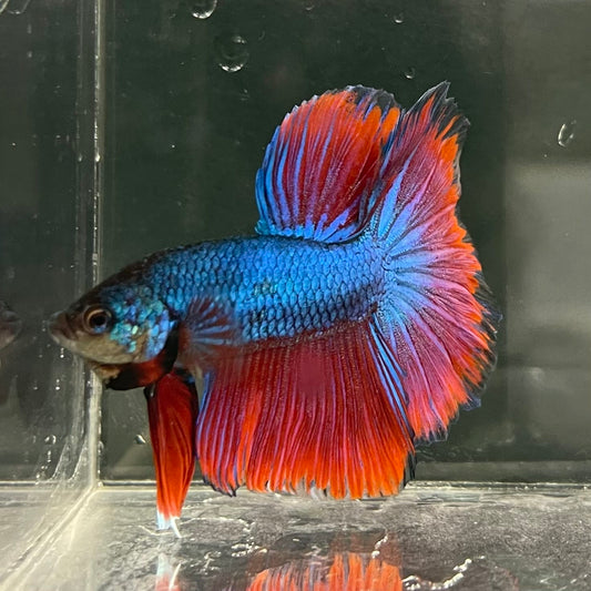 the-fish-farm Male Betta Male Betta - One Only - 7 Choose your favourite Male Betta from The Fish Farm Australia