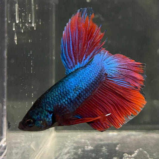 the-fish-farm Male Betta Male Betta - One Only - 7 Choose your favourite Male Betta from The Fish Farm Australia