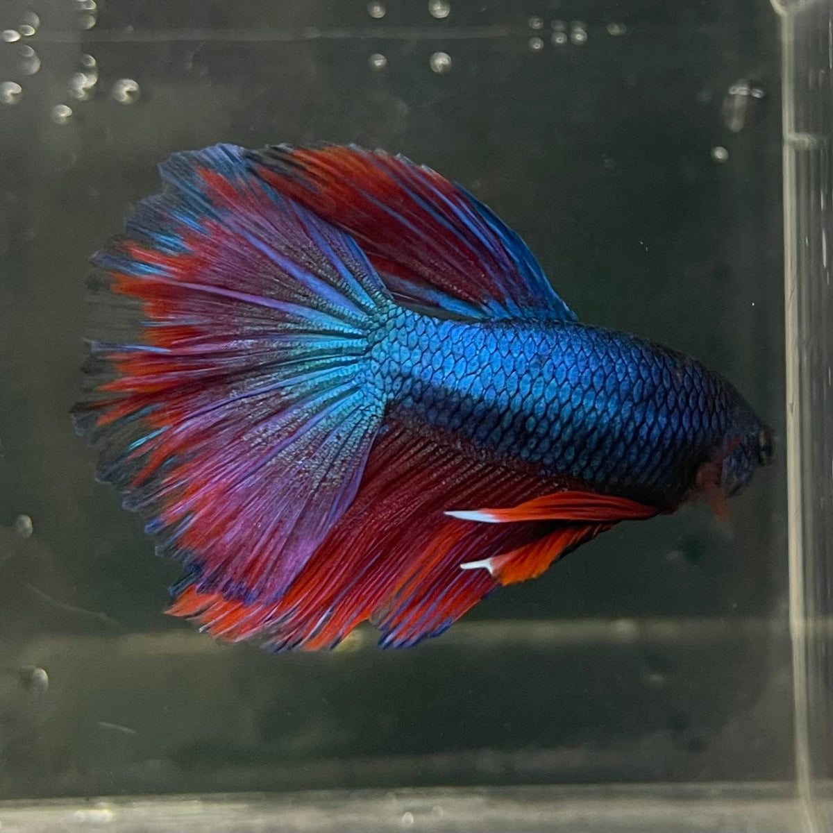 the-fish-farm Male Betta Male Betta - One Only - 7 Choose your favourite Male Betta from The Fish Farm Australia