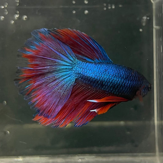 the-fish-farm Male Betta Male Betta - One Only - 7 Choose your favourite Male Betta from The Fish Farm Australia