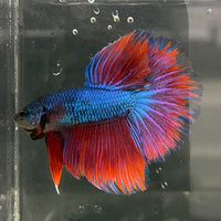 the-fish-farm Male Betta Male Betta - One Only - 7 Choose your favourite Male Betta from The Fish Farm Australia