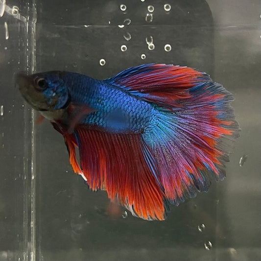the-fish-farm Male Betta Male Betta - One Only - 7 Choose your favourite Male Betta from The Fish Farm Australia