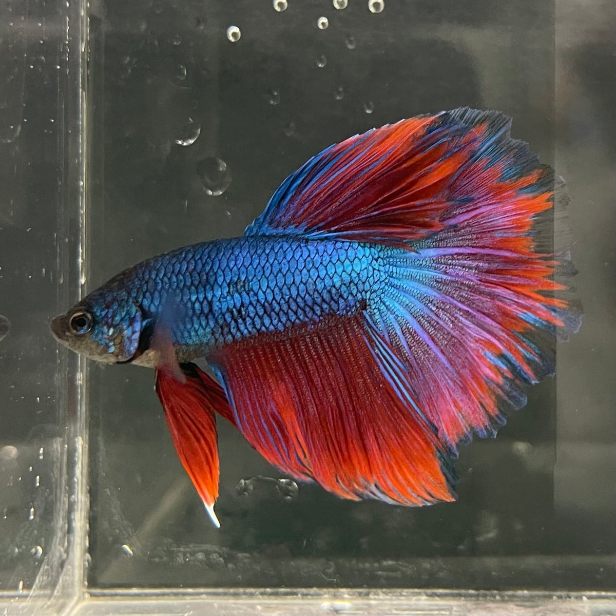 the-fish-farm Male Betta Male Betta - One Only - 7 Choose your favourite Male Betta from The Fish Farm Australia