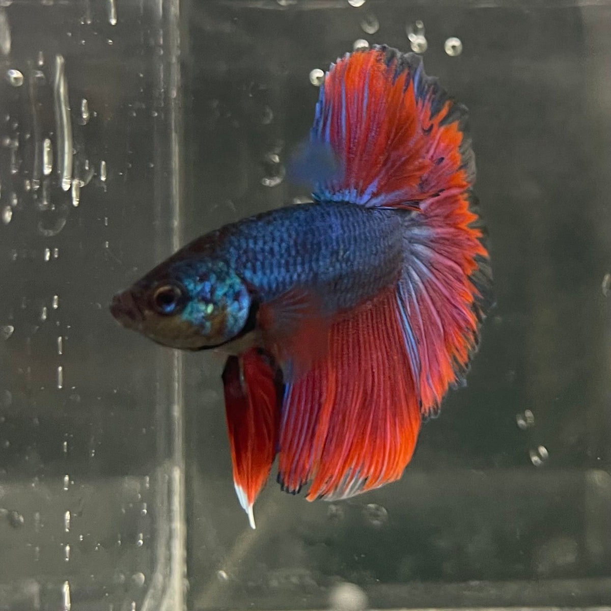 the-fish-farm Male Betta Male Betta - One Only - 7 Choose your favourite Male Betta from The Fish Farm Australia