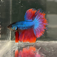 the-fish-farm Male Betta Male Betta - One Only - 7 Choose your favourite Male Betta from The Fish Farm Australia