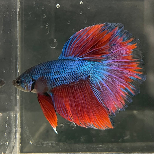 the-fish-farm Male Betta Male Betta - One Only - 7 Choose your favourite Male Betta from The Fish Farm Australia