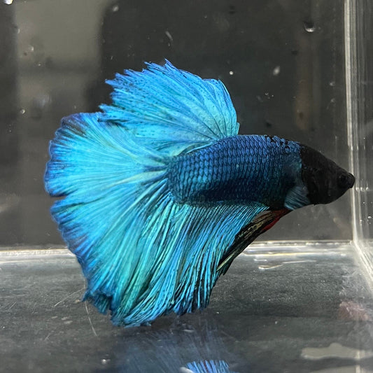 the-fish-farm Male Betta Male Betta - One Only - 8 Choose your favourite Male Betta from The Fish Farm Australia