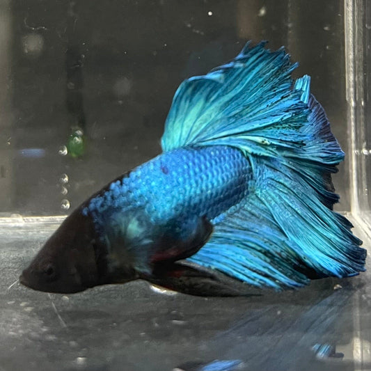 the-fish-farm Male Betta Male Betta - One Only - 8 Choose your favourite Male Betta from The Fish Farm Australia