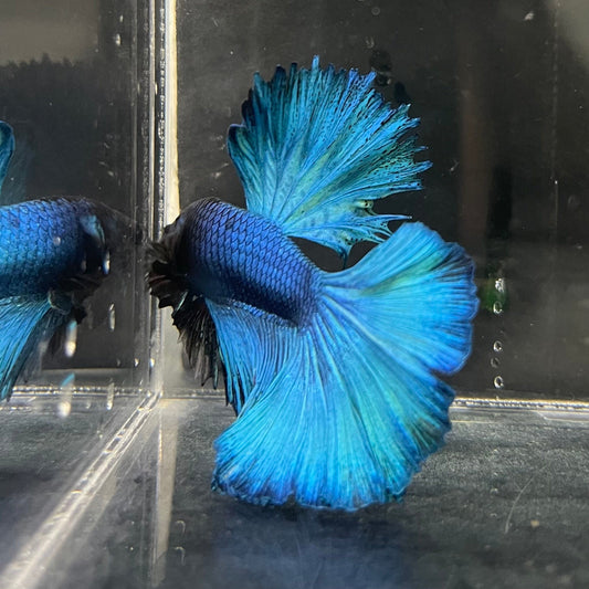 the-fish-farm Male Betta Male Betta - One Only - 8 Choose your favourite Male Betta from The Fish Farm Australia