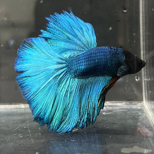 the-fish-farm Male Betta Male Betta - One Only - 8 Choose your favourite Male Betta from The Fish Farm Australia