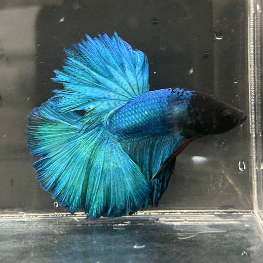 the-fish-farm Male Betta Male Betta - One Only - 8 Choose your favourite Male Betta from The Fish Farm Australia