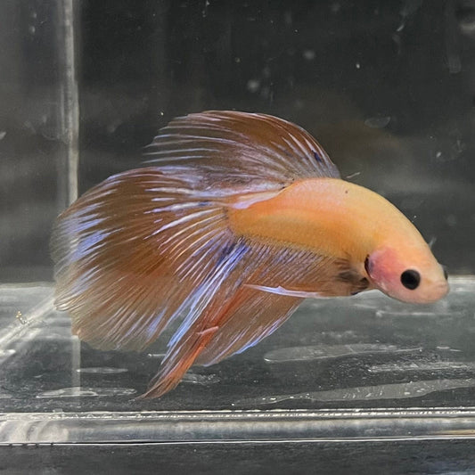 the-fish-farm Male Betta Male Betta - One Only - 8 Choose your favourite Male Betta from The Fish Farm Australia