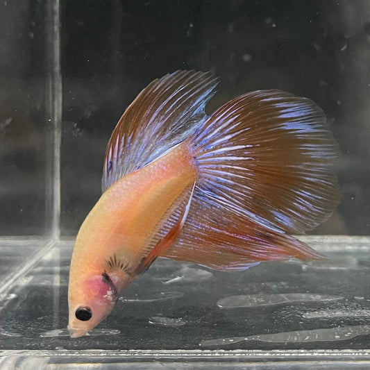 the-fish-farm Male Betta Male Betta - One Only - 8 Choose your favourite Male Betta from The Fish Farm Australia