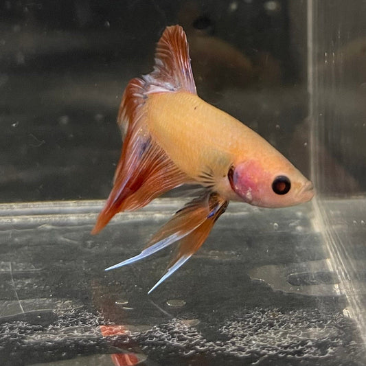 the-fish-farm Male Betta Male Betta - One Only - 8 Choose your favourite Male Betta from The Fish Farm Australia