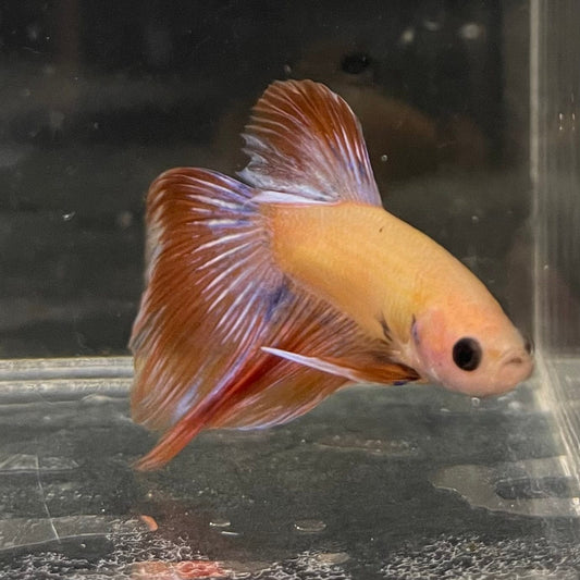 the-fish-farm Male Betta Male Betta - One Only - 8 Choose your favourite Male Betta from The Fish Farm Australia