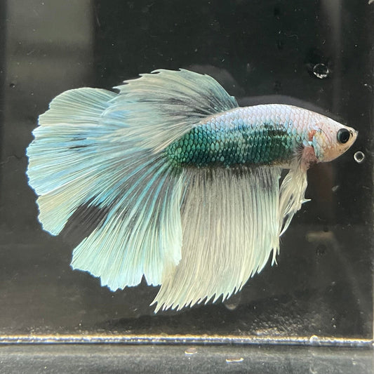 the-fish-farm Male Betta Male Betta - One Only - 8 Choose your favourite Male Betta from The Fish Farm Australia