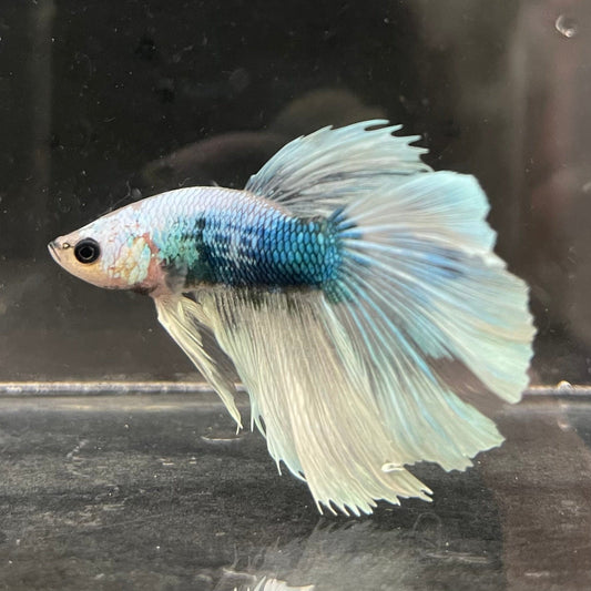 the-fish-farm Male Betta Male Betta - One Only - 8 Choose your favourite Male Betta from The Fish Farm Australia