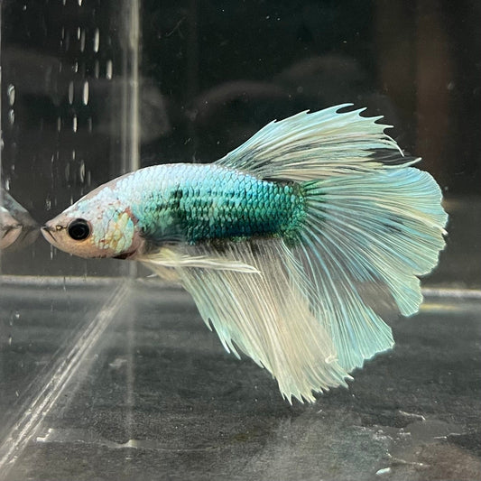 the-fish-farm Male Betta Male Betta - One Only - 8 Choose your favourite Male Betta from The Fish Farm Australia