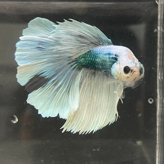 the-fish-farm Male Betta Male Betta - One Only - 8 Choose your favourite Male Betta from The Fish Farm Australia
