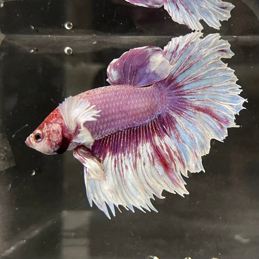 the-fish-farm Male Betta Male Betta - One Only - 8 Choose your favourite Male Betta from The Fish Farm Australia