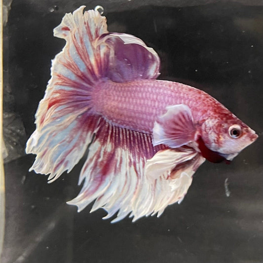 the-fish-farm Male Betta Male Betta - One Only - 8 Choose your favourite Male Betta from The Fish Farm Australia